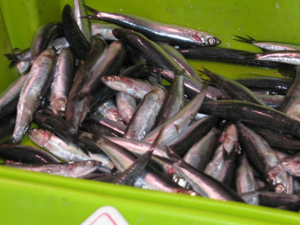 boquerones, anchovies Málaga