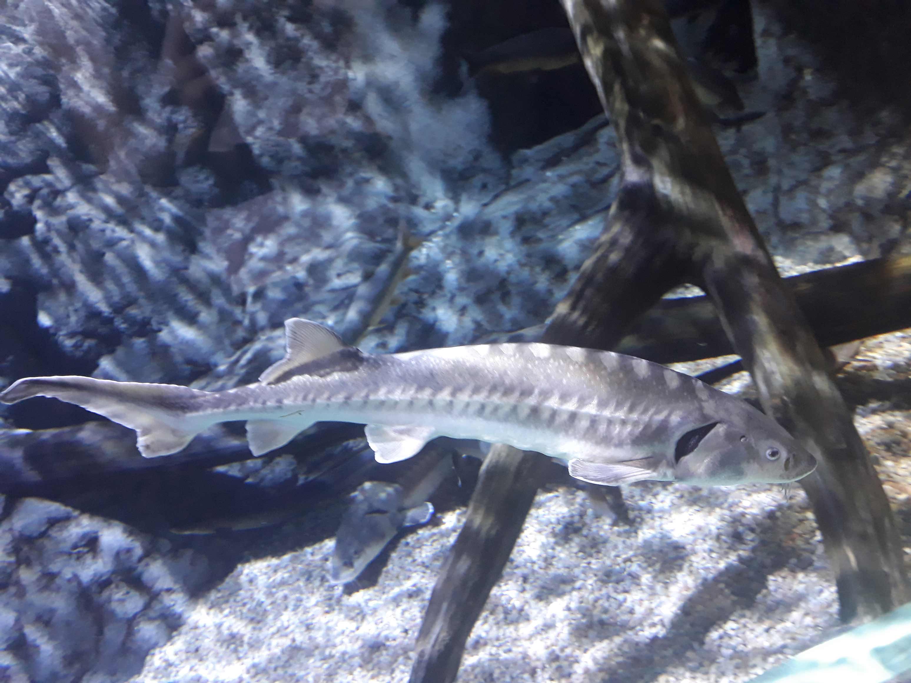 Picture of one of the fish in the aquarium 