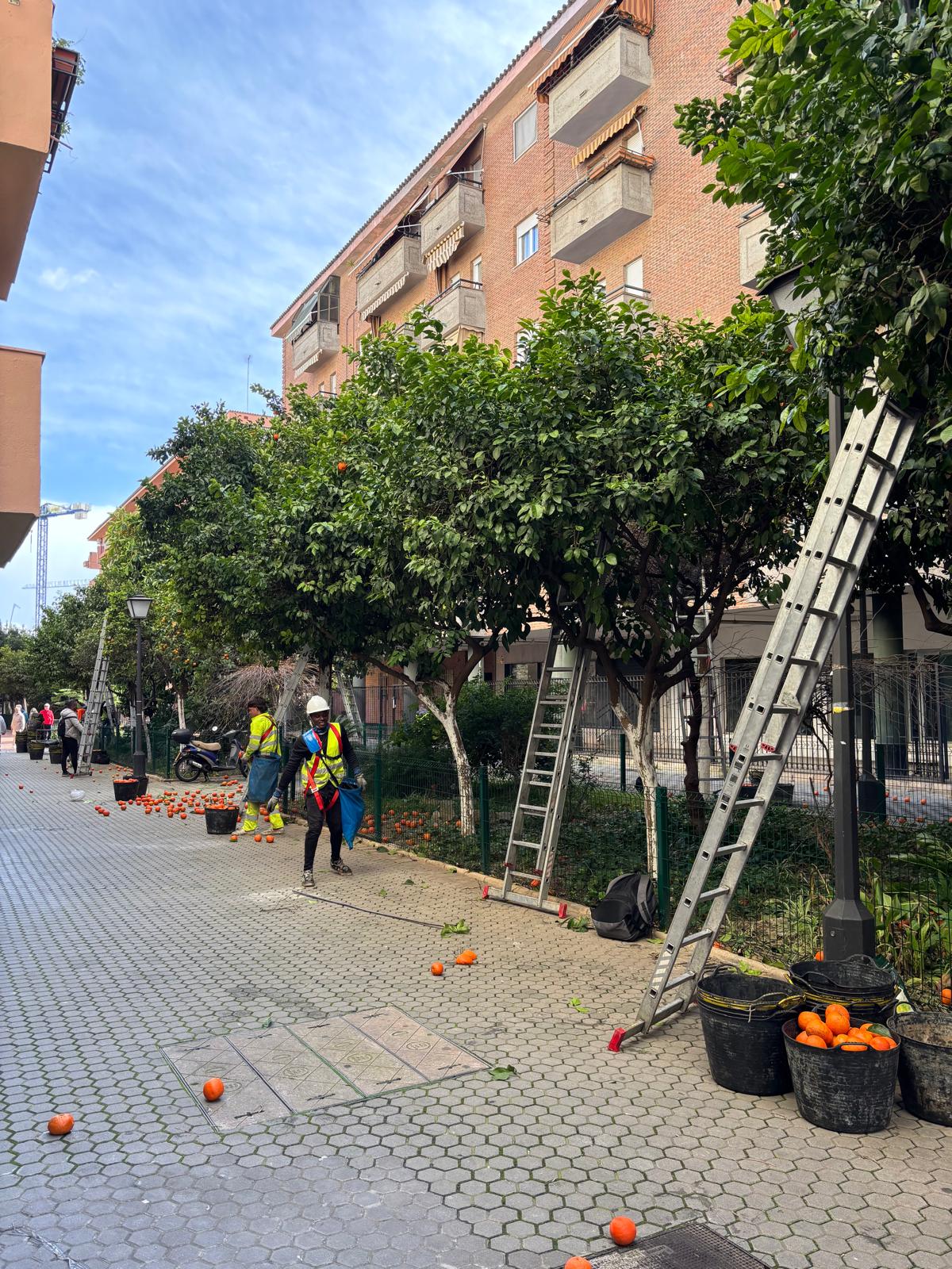 De árbol a margo, es tiempo de cosechar naranjas